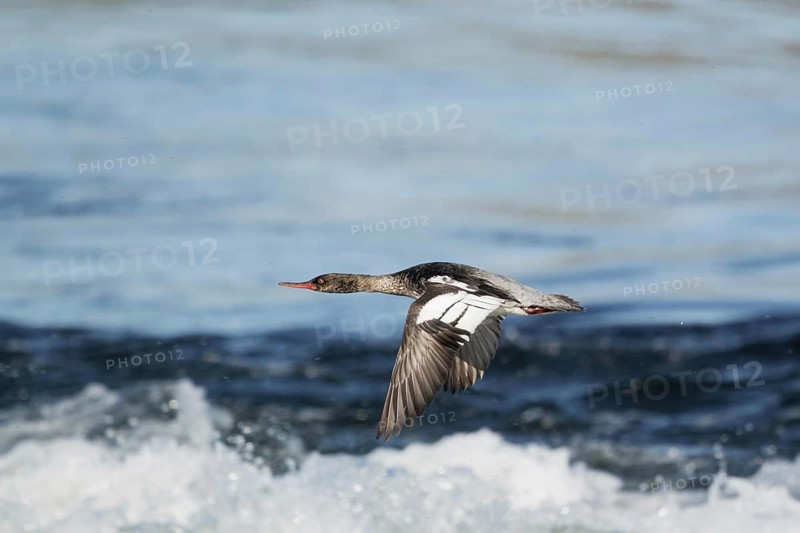 Red-breasted Merganser