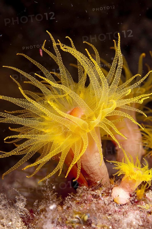Yellow coral