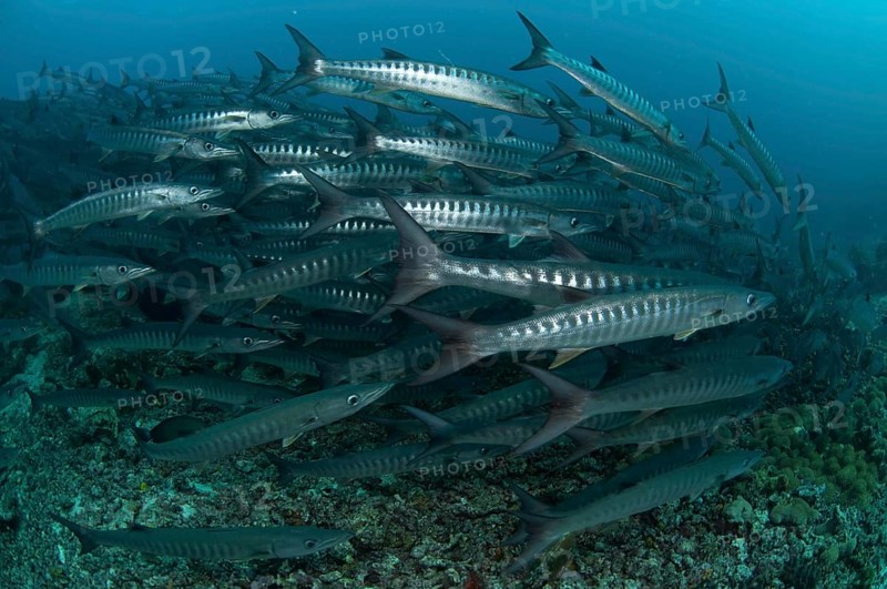 Darkfin Barracuda