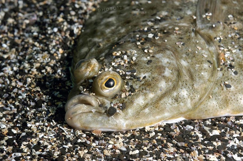 European european plaice