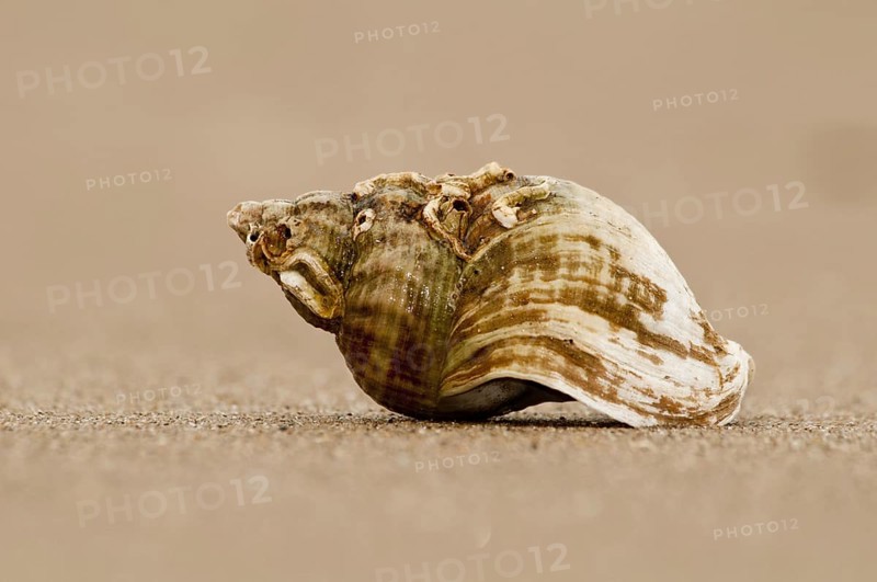 Common Whelk