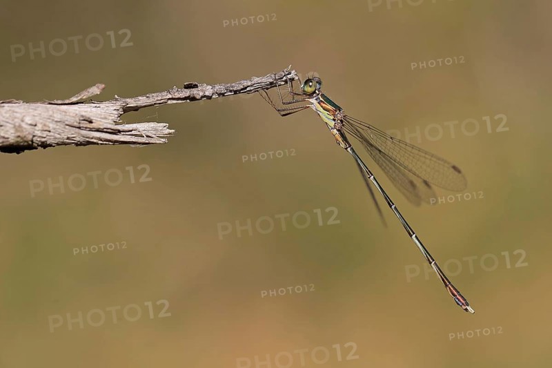 Emerald damselfly