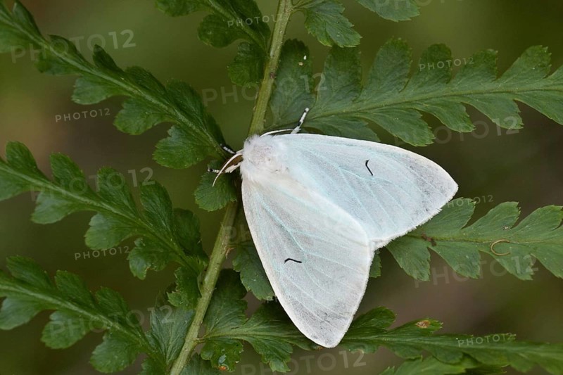 Black V Moth