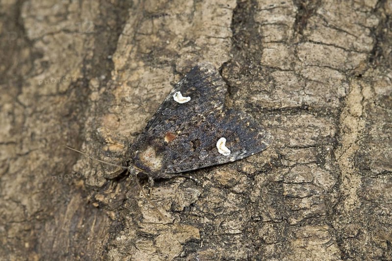 Dot Moth