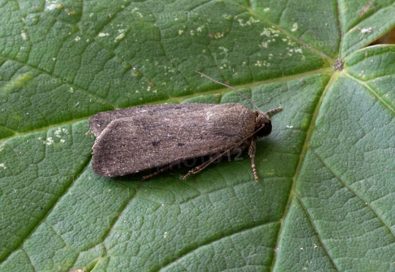Amphipyra tragopogonis