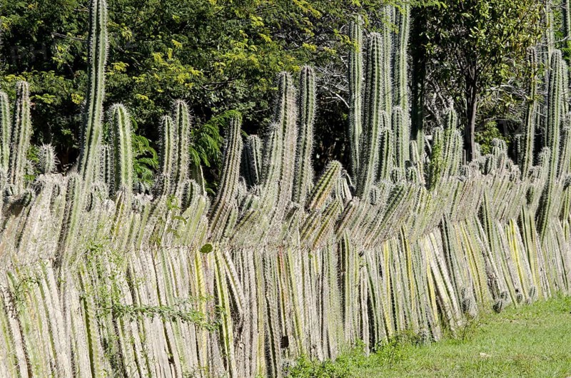 Stem of the candle cactus