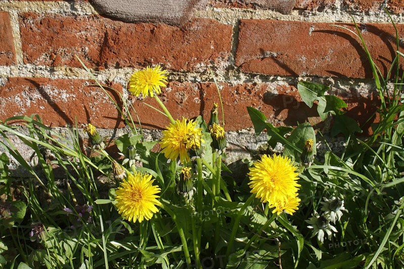 Common Dandelion