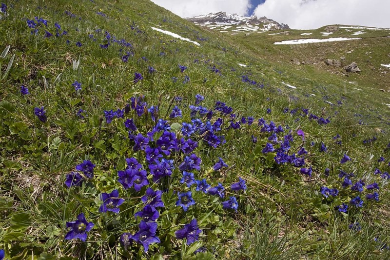 Koch's Gentian
