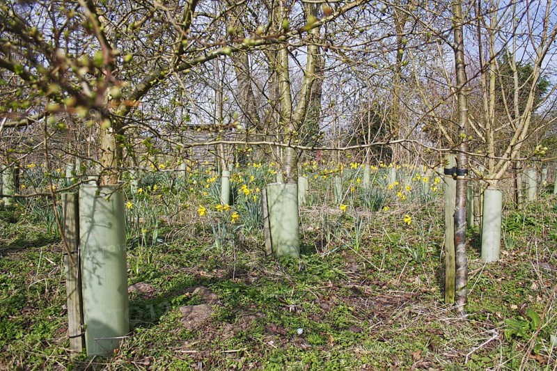 Young trees protected with plastic sleeves