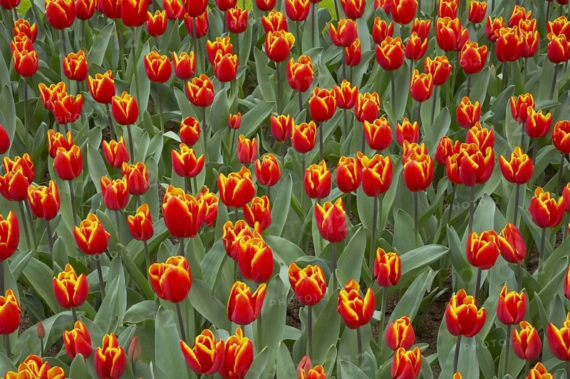 Tulip