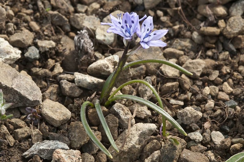 Spring squill