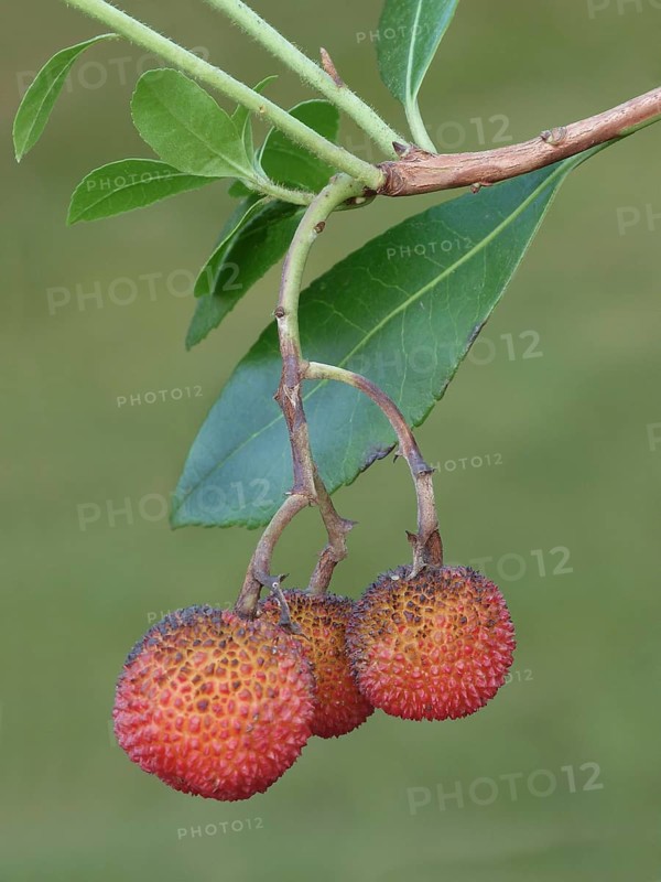 Strawberry Tree