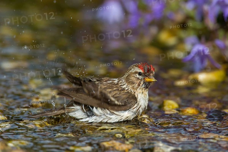 Common redpoll