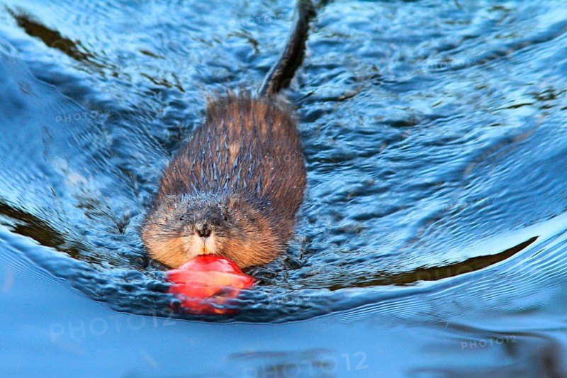 Muskrat