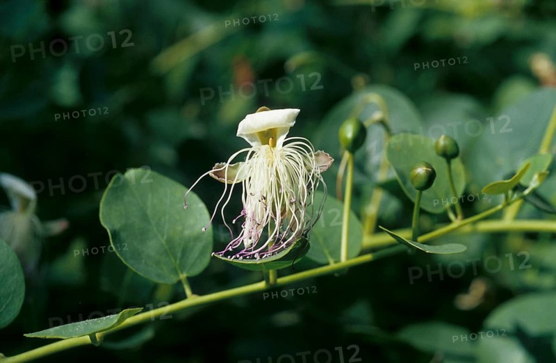Caper bush