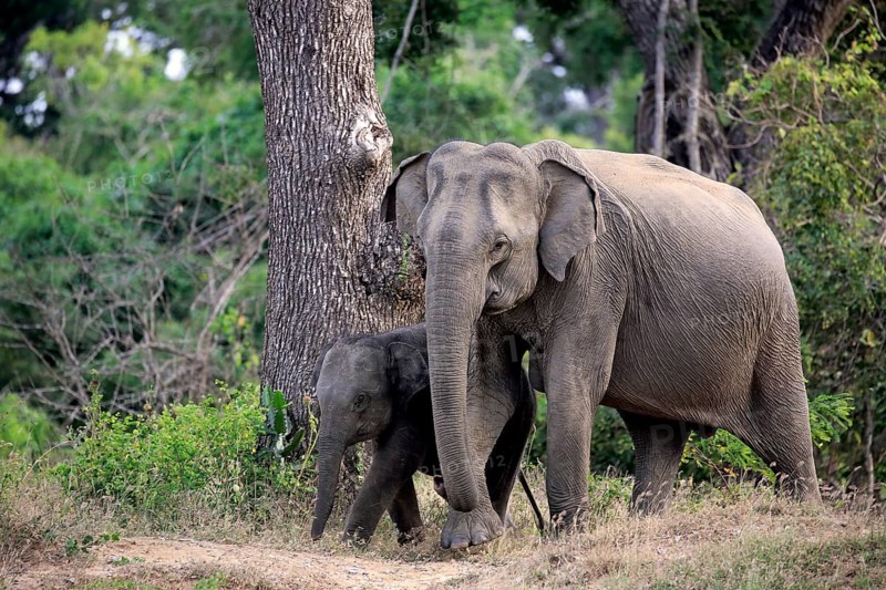Asian sri lankan elephant