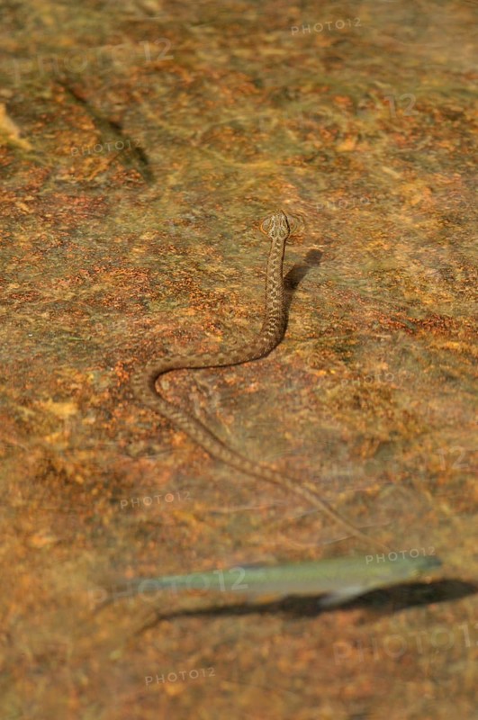 Dice snake