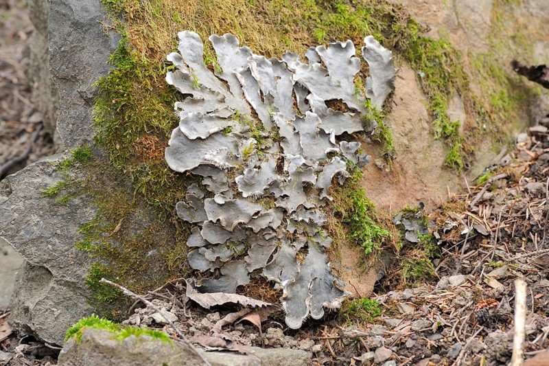 Dog lichen