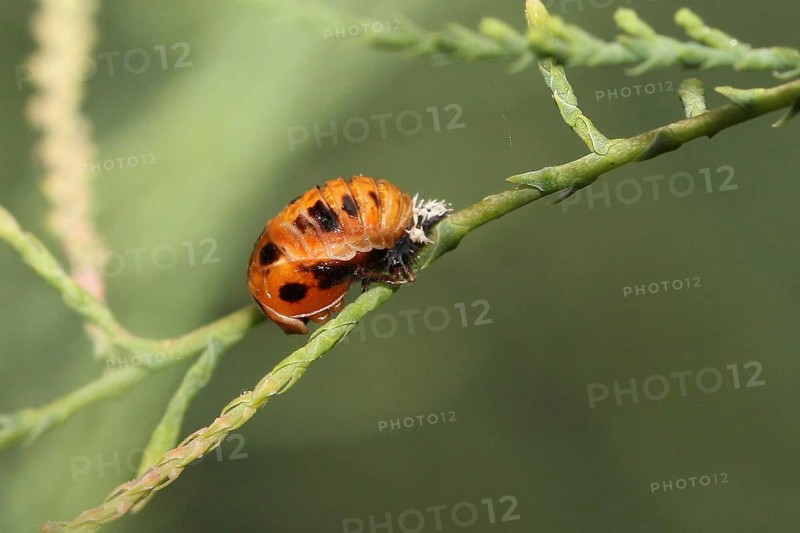 Asian ladybird