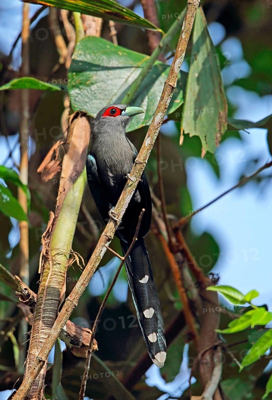 Black-bellied Malkoha