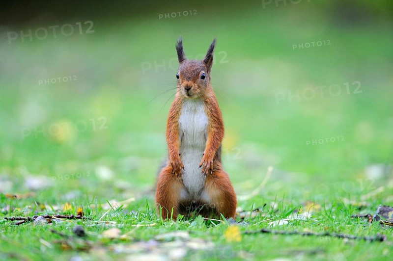 Eurasian red squirrel