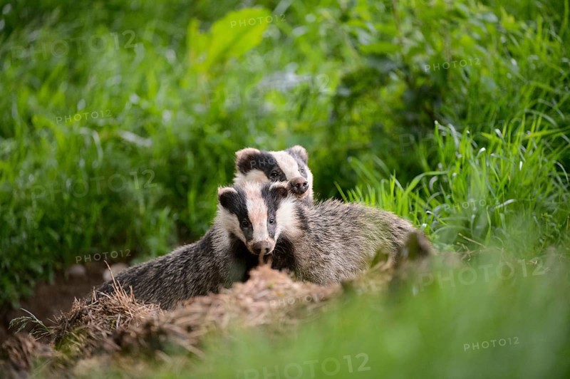 Eurasian Badger