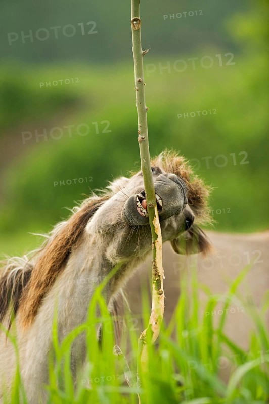 Adult Konik horse