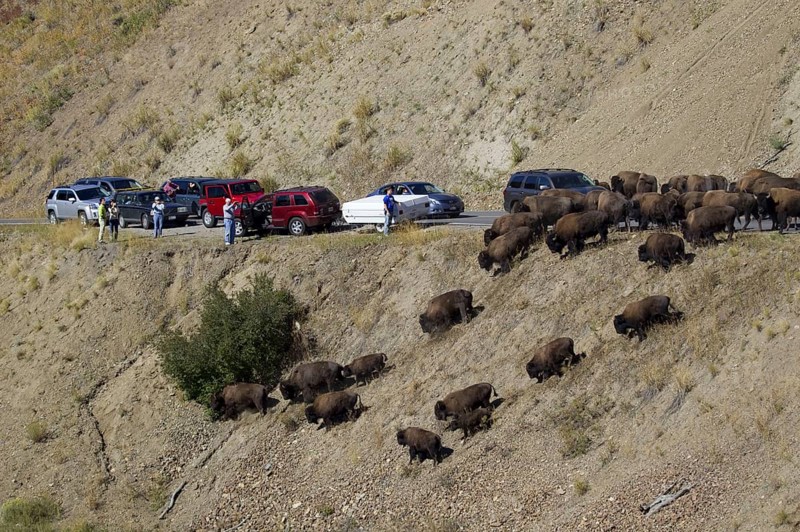 North American Bison