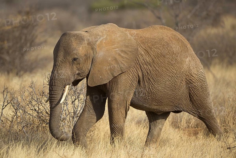 African elephant