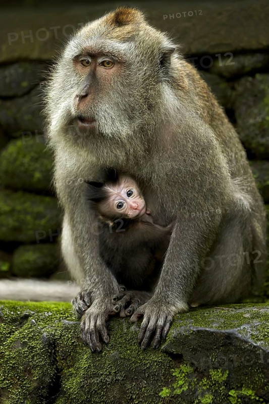 Crab-eating macaques