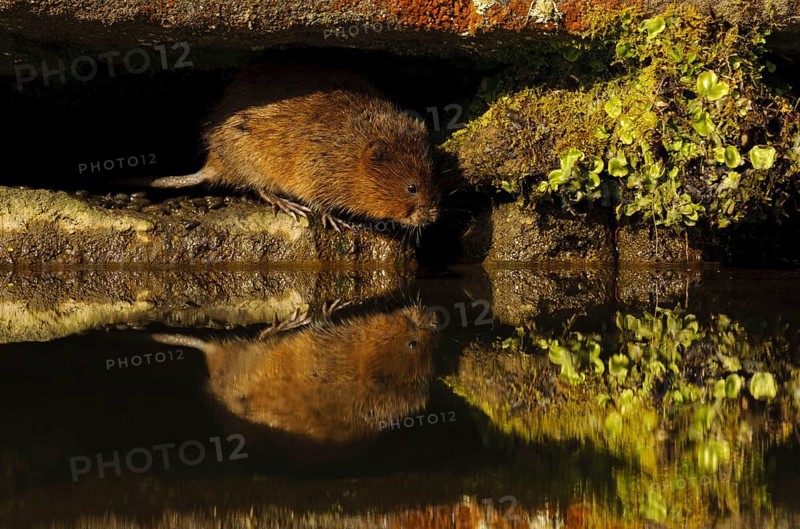 Eastern vole