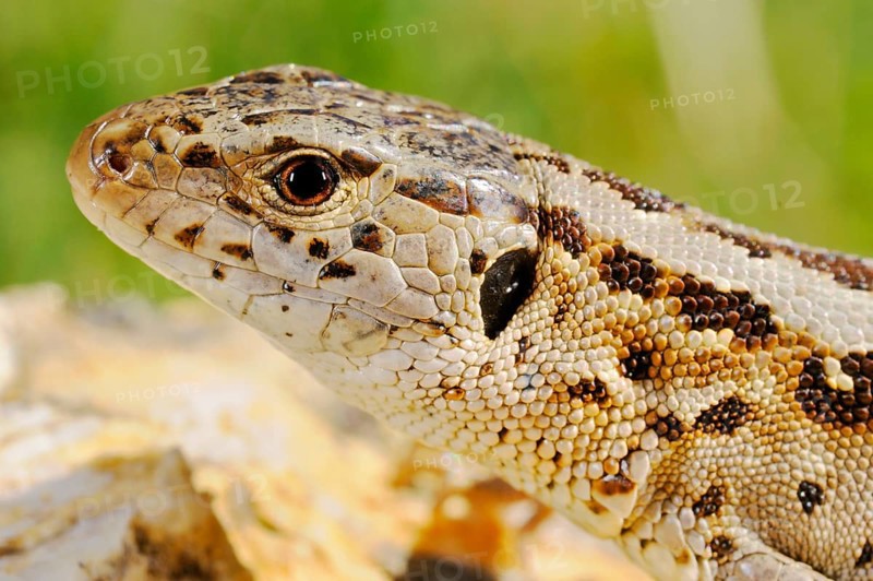 Sand lizards