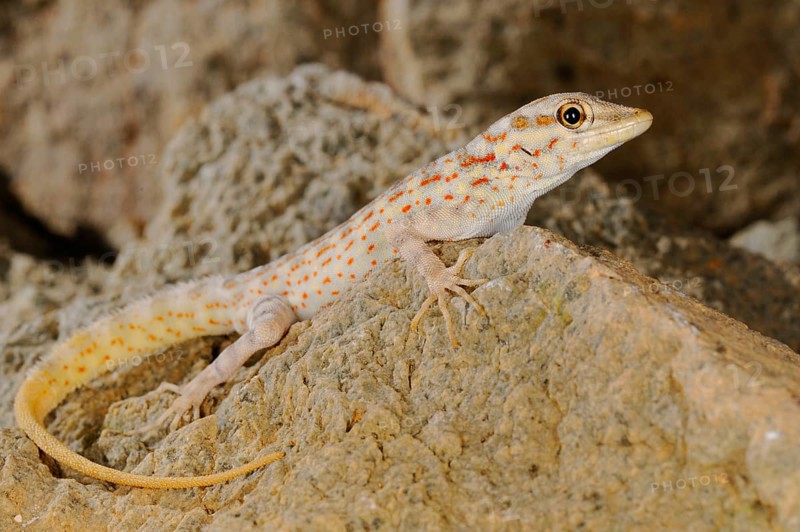 Abdel Kuri Rock Gecko