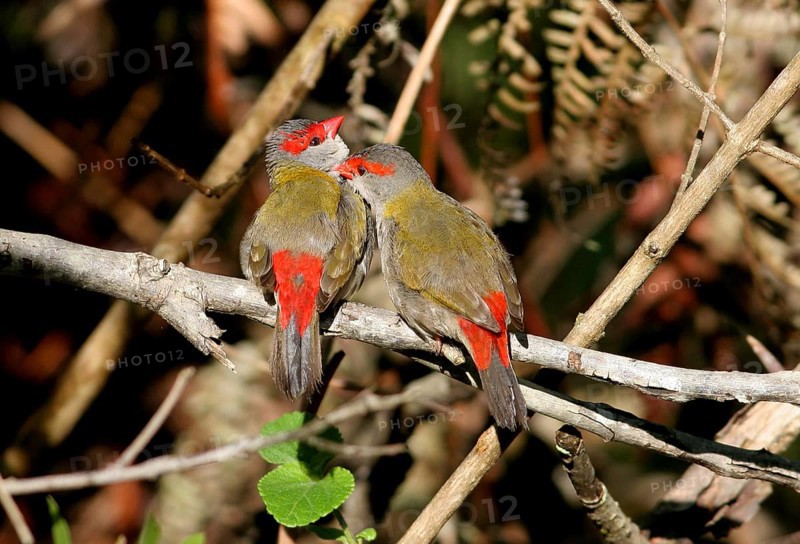 Red-browed finch