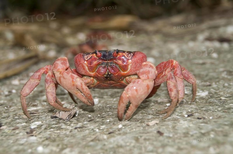 Christmas island red crab