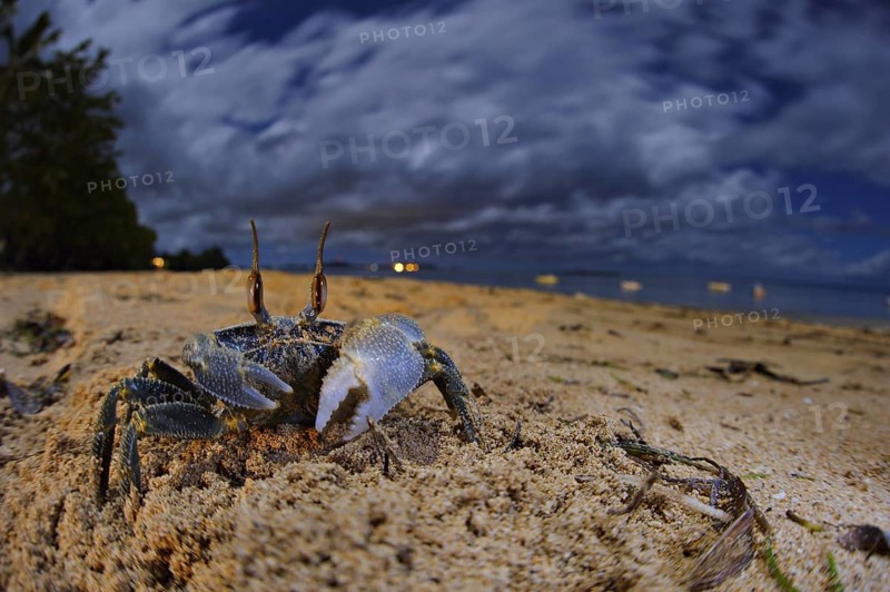 Ghost crab