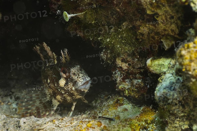 Tompot Blenny