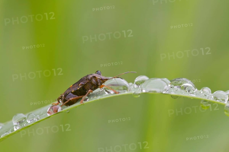Red-legged tree bug