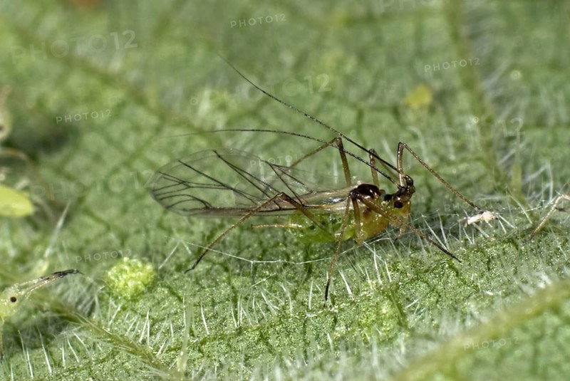 Nettle leaf aphid