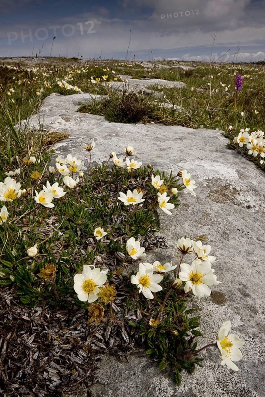 Mountain white dryad