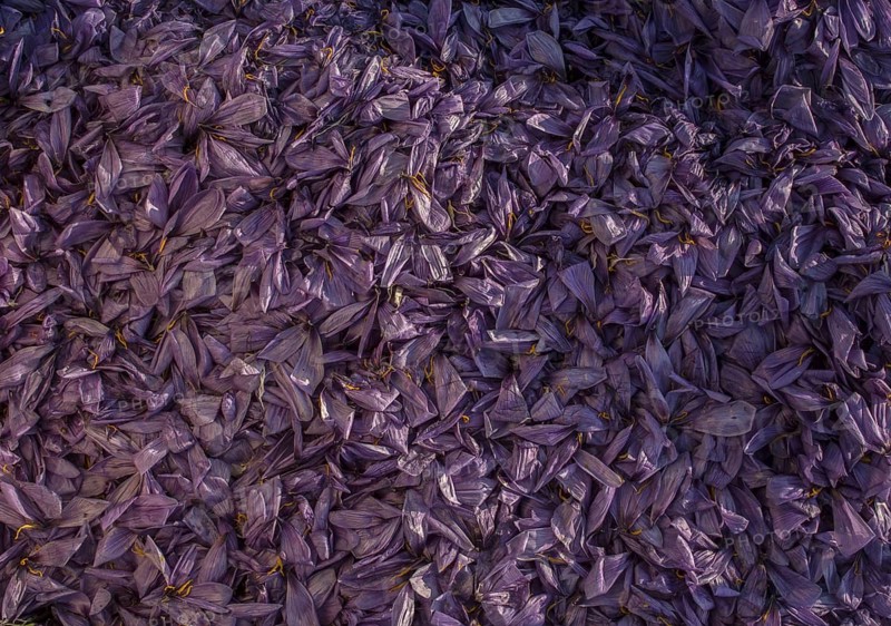 Saffron crocus
