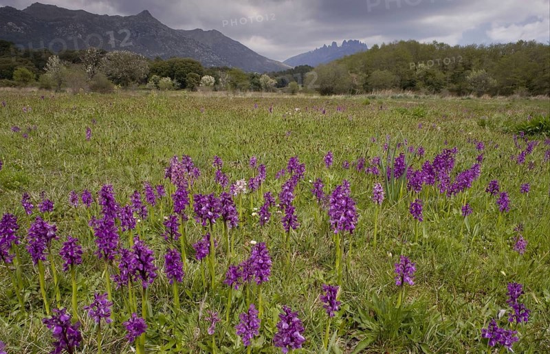 Flowering green-winged orchid