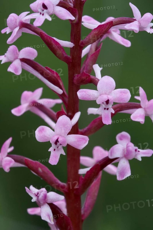 Branciforti's orchid