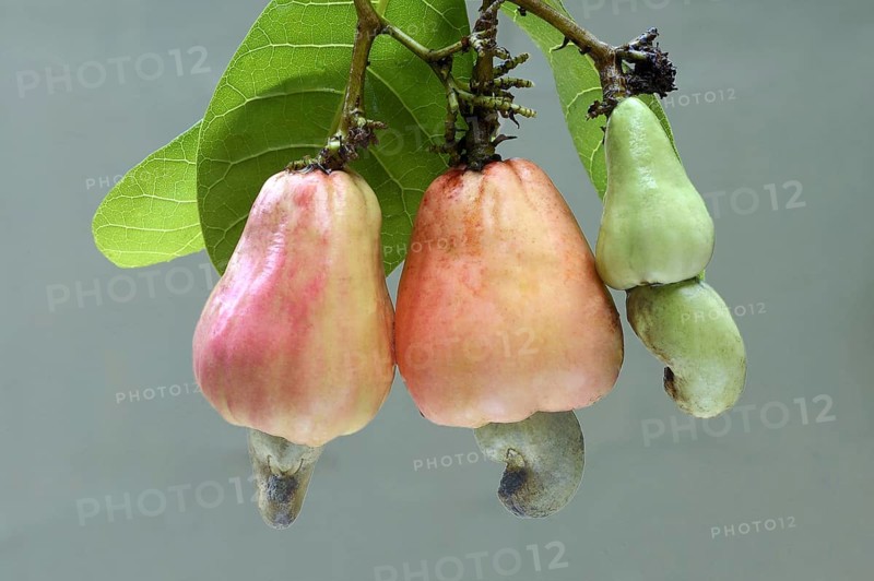 Cashew