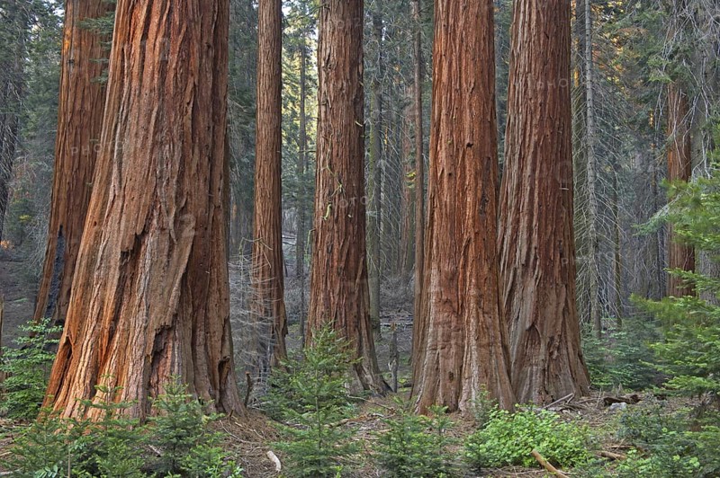 Sequoia gigantea