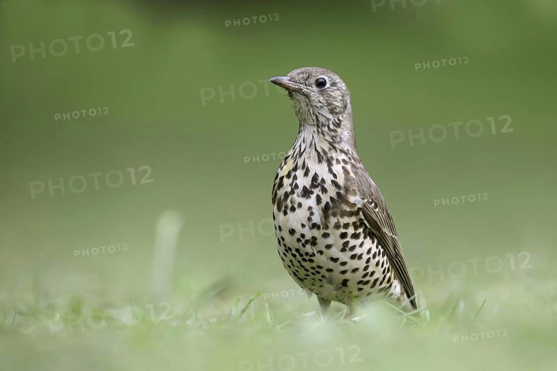 Mistle Thrush