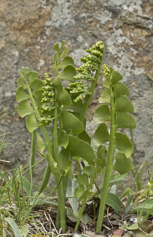 Moonwort