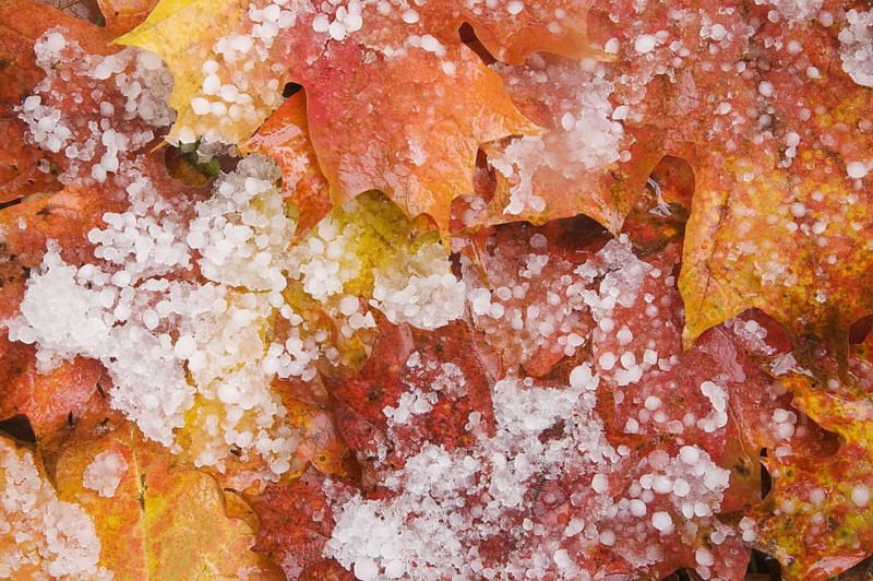 Fallen maple leaves on the forest floor after a hailstorm
