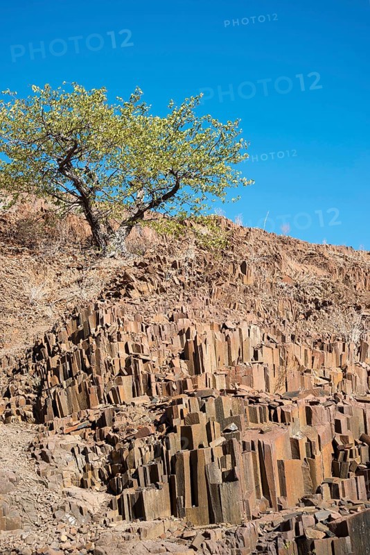 Organ pipes