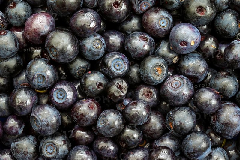 European blueberry